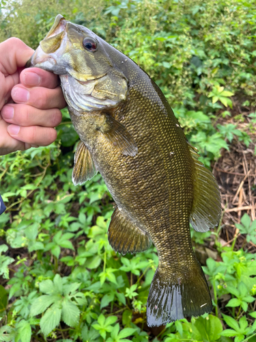 スモールマウスバスの釣果