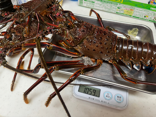 イセエビの釣果