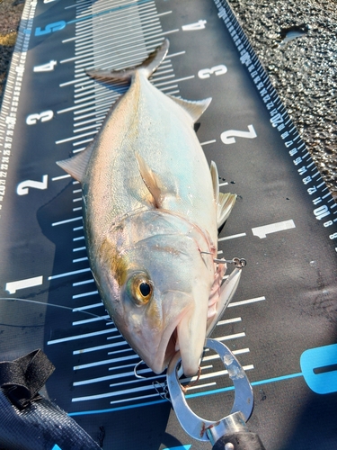 カンパチの釣果