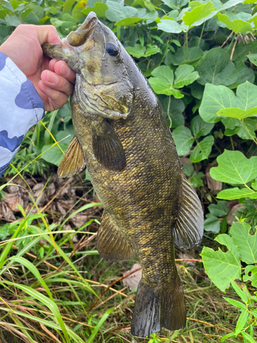 スモールマウスバスの釣果