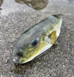 シロサバフグの釣果