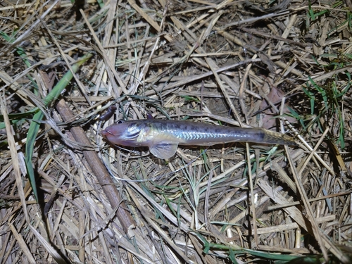 マハゼの釣果