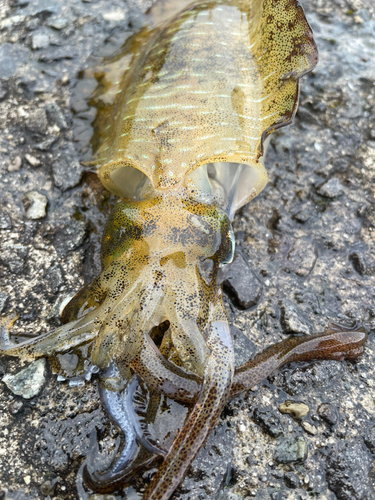 アオリイカの釣果