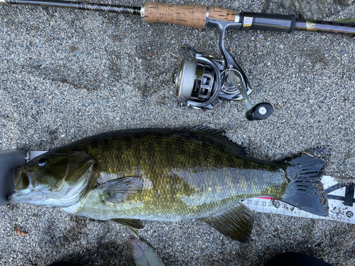 スモールマウスバスの釣果