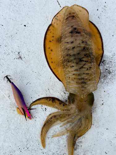 アオリイカの釣果