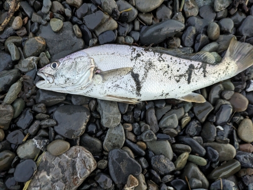 ニベの釣果