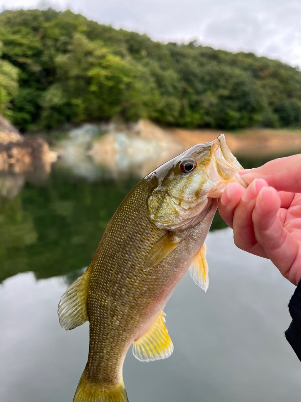 スモールマウスバス