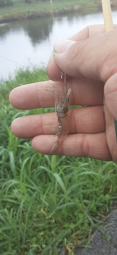 エビの釣果