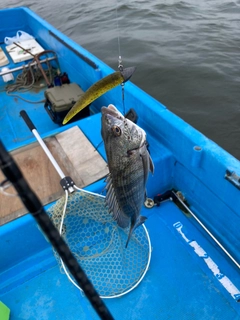 クロダイの釣果