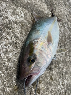 カンパチの釣果