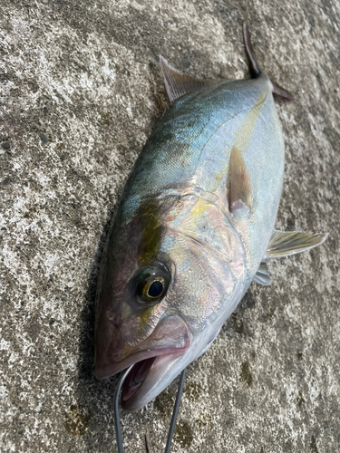 カンパチの釣果