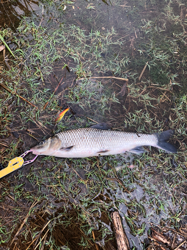 ニゴイの釣果