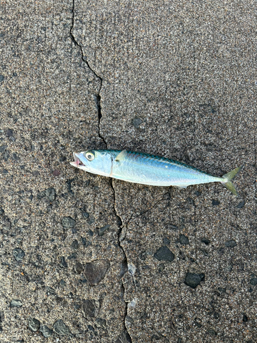 サバの釣果