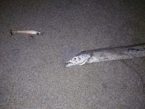 タチウオの釣果