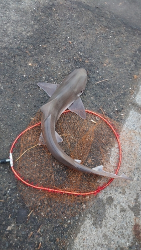 サメの釣果