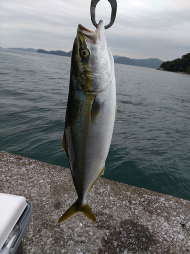 ヤズの釣果