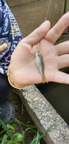 ヤリタナゴの釣果