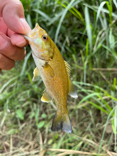 スモールマウスバスの釣果