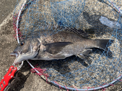 クロダイの釣果