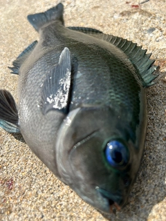 メジナの釣果