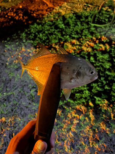 ロウニンアジの釣果