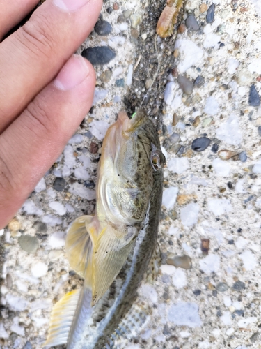 マハゼの釣果