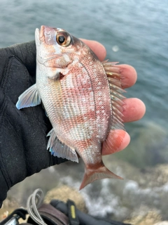 チャリコの釣果