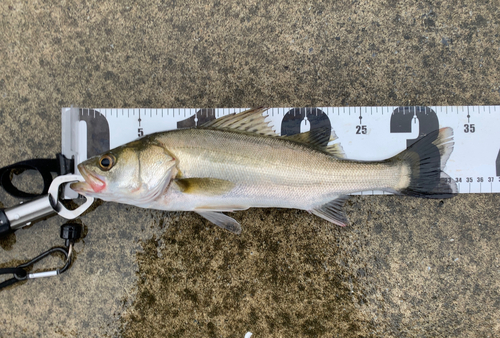 シーバスの釣果