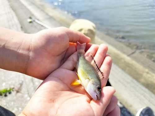 オキフエダイの釣果