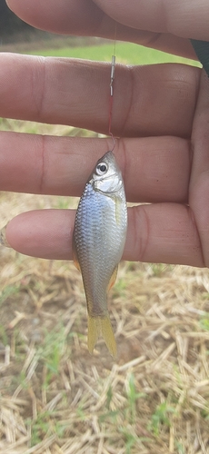 ヤリタナゴの釣果