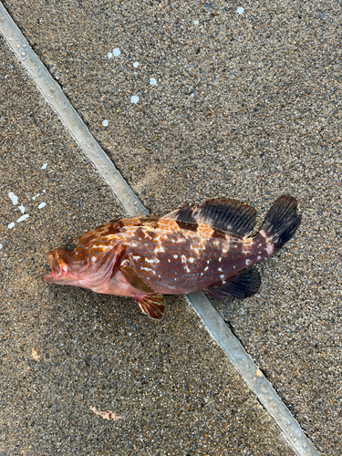 キジハタの釣果