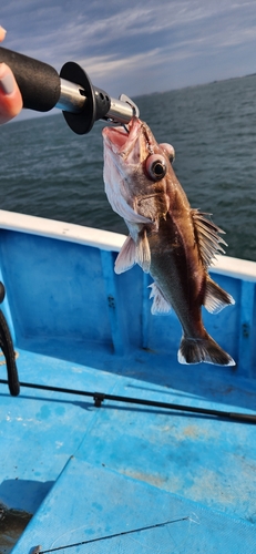 アラの釣果