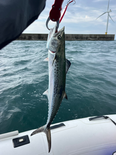 サゴシの釣果