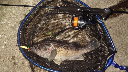 川汲漁港の釣果 - アングラーズ  釣果500万件の魚釣り情報サイト