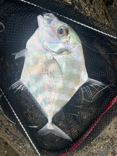 イトヒキアジの釣果