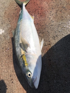 ハマチの釣果