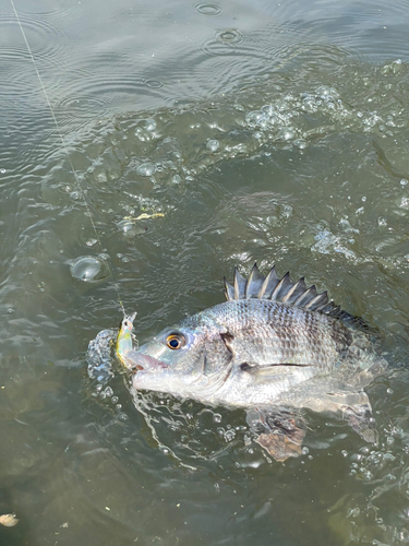 チヌの釣果