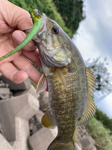 スモールマウスバスの釣果