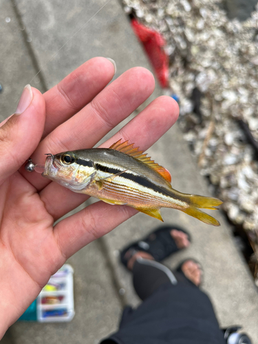 ヨコスジフエダイの釣果