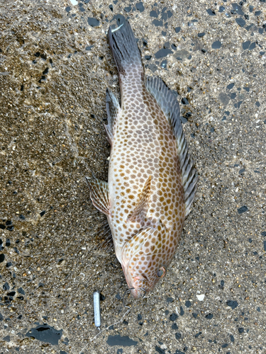 オオモンハタの釣果