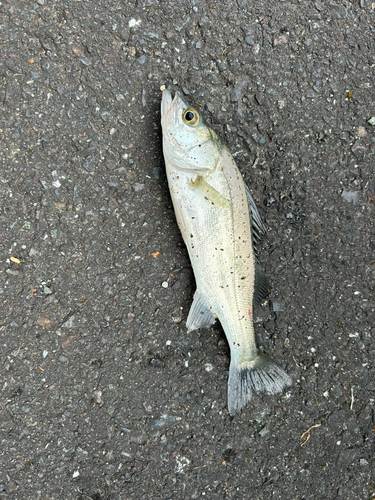 セイゴ（タイリクスズキ）の釣果