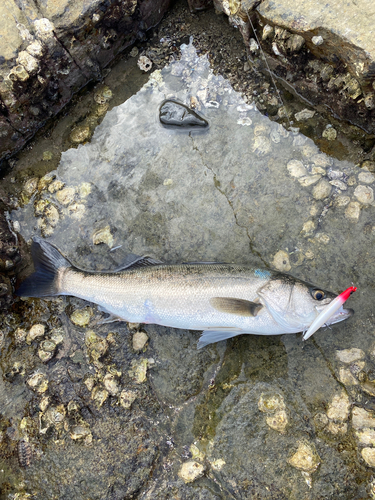 マルスズキの釣果