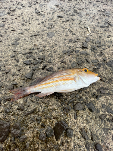 ヨコスジフエダイの釣果