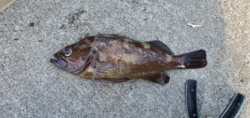 エゾメバルの釣果