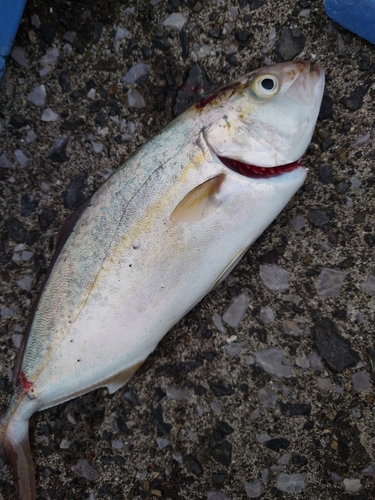 ネリゴの釣果