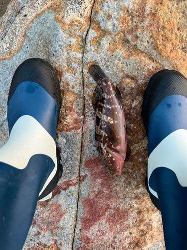 アコウの釣果