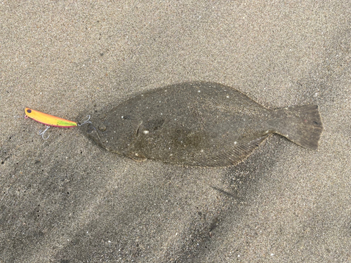 ソゲの釣果