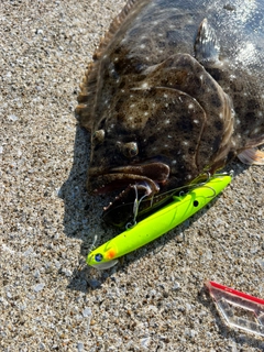 ヒラメの釣果