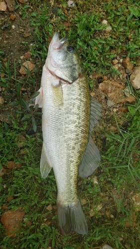 ブラックバスの釣果