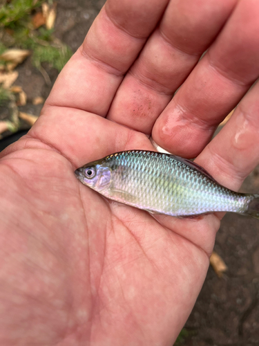 カネヒラの釣果